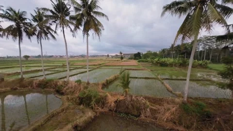 Bali Ubud Rice fields FPV Flight Stock Footage 284491696