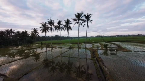 Bali Ubud Rice fields FPV Flight Stock Footage 284492001