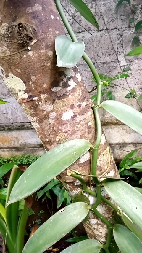 Bali vanilla Stock Footage 219532386