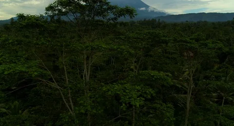 Bali Volcano rise through trees to reveal mount agung Video stock 125346861