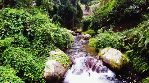BaliJungleRiver 動画素材 56612746