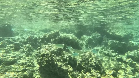 Baliklar02 Stock Footage 332645932