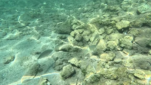 Baliklar03 Stock Footage 332645871