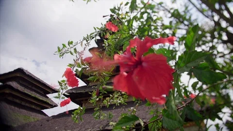 Balines tradition architecture Stock Footage 87269989