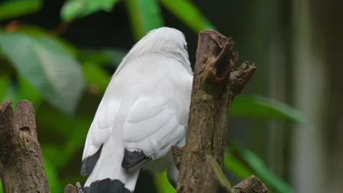 Balinese bird behind the tree 스톡 동영상 242325837