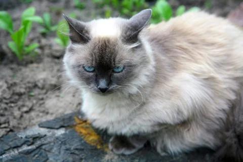 Balinese cat Stock Photos