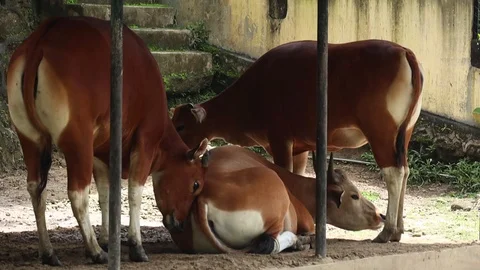 Balinese Cow (Sapi Bali) Stock Footage 119048842