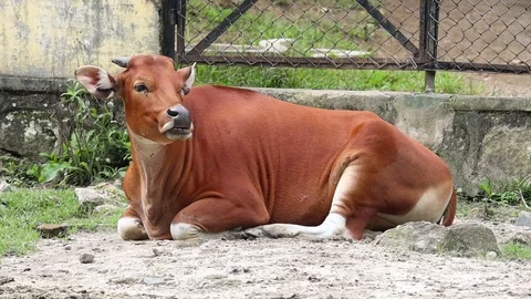 Balinese Cow (Sapi Bali) Video stock 119434829