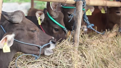 Balinese cow stable Stock Footage 272192550
