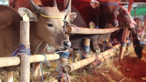 Balinese cow stable Stock Footage 272192563