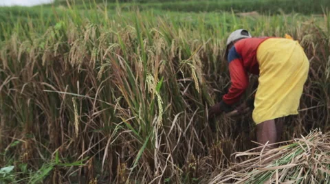 Balinese farmer cutting bundle of rice by sickle in fields of Ubud, Bali Stock Footage 64642615
