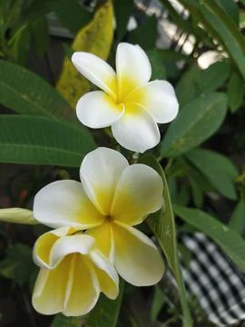 Balinese flower Stock Photos