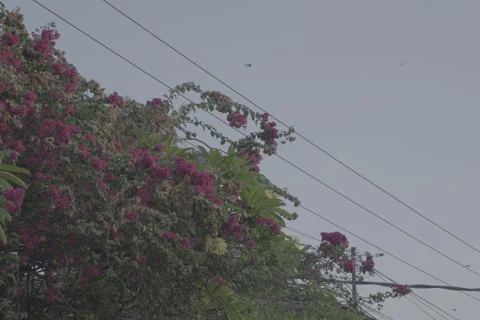 Balinese Flowers Stock-Footage 246410540