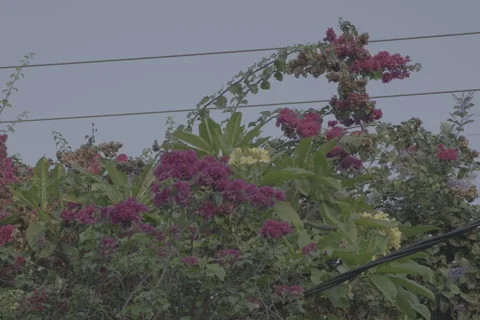 Balinese Flowers Stock-Footage 246410543