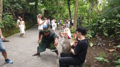 Balinese Guide Staging Monkey Selfie Photo Trick for Asian Tourist Ubud Bali Stock Footage 339751440