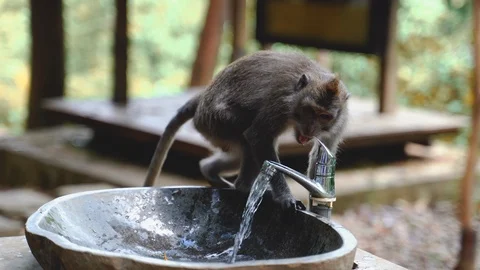 A Balinese Long-Tailed monkey drinks water from a drinking fountain Stock Footage 119225639