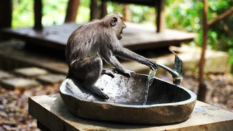 A Balinese Long-Tailed monkey drinks water from a drinking fountain Stock Footage 119226589