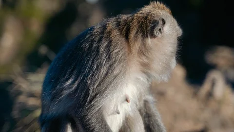 A Balinese Long-Tailed monkey eats bread that tourists gave her Video stock 119226518