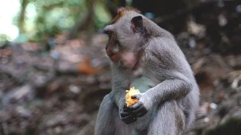 A Balinese Long-Tailed monkey eats fruits that tourists gave her Stock Footage 119227056