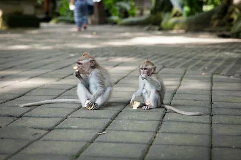 Balinese long-tailed monkey esting fruits at the anciant temple, Monkey Fores Stock Photos