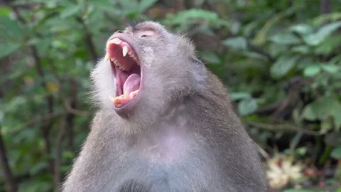 Balinese Long-Tailed Monkey in the forest, Ubud, Bali, Indonesia Video stock 74153934