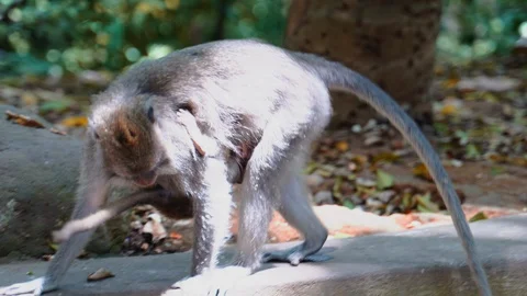 A Balinese Long-Tailed monkey holding her baby in her arms Stock Footage 119226932