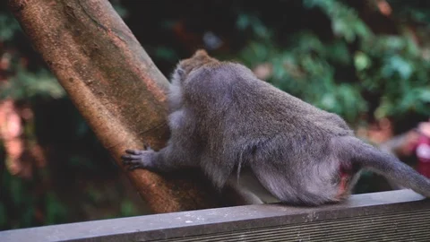 A Balinese Long-Tailed monkey itches its face on a tree trunk Stock Footage 119226036