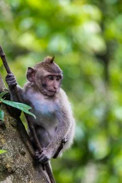 Balinese long-tailed monkey at Monkey Temple, Ubud Stock Photos