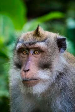 Balinese long-tailed monkey at Monkey Temple, Ubud Stock Photos