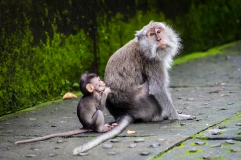 Balinese long-tailed monkey at Monkey Temple, Ubud Stock Photos