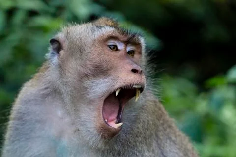 Balinese long-tailed monkey at Monkey Temple, Ubud Stock Photos