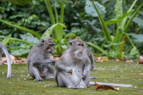 Balinese long-tailed monkey at Monkey Temple Forest, Ubud Stock Photos