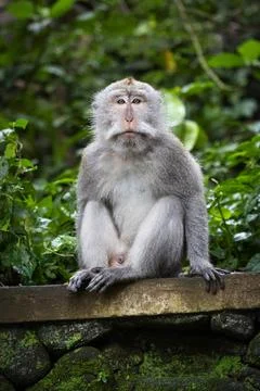 A Balinese long-tailed monkey Stock Photos