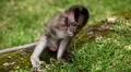 Balinese Macaque Monkey Male and Female playing, eating, jumping, scratching HD Footage