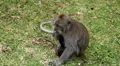 Balinese Macaque Monkey Male and Female playing, eating, jumping, scratching HD Footage
