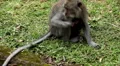 Balinese Macaque Monkey Male and Female playing, eating, jumping, scratching HD Footage