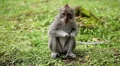 Balinese Macaque Monkey Male and Female playing, eating, jumping, scratching HD Footage