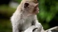 Balinese Macaque Monkey Male and Female playing, eating, jumping, scratching HD Footage
