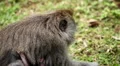 Balinese Macaque Monkey Male and Female playing, eating, jumping, scratching HD Footage