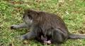 Balinese Macaque Monkey Male and Female playing, eating, jumping, scratching HD Footage