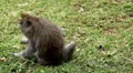 Balinese Macaque Monkey Male and Female playing, eating, jumping, scratching HD Footage