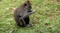 Balinese Macaque Monkey Male and Female playing, eating, jumping, scratching HD Footage