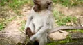 Balinese Macaque Monkey Male and Female playing, eating, jumping, scratching HD Footage