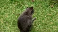 Balinese Macaque Monkey Male and Female playing, eating, jumping, scratching HD Footage