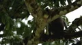 Balinese Macaque Monkey Male and Female playing, eating, jumping, scratching HD Footage