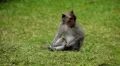 Balinese Macaque Monkey Male and Female playing, eating, jumping, scratching HD Footage