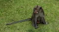 Balinese Macaque Monkey Male and Female playing, eating, jumping, scratching HD Footage