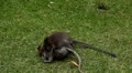 Balinese Macaque Monkey Male and Female playing, eating, jumping, scratching HD Footage