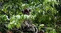 Balinese Macaque Monkey Male and Female playing, eating, jumping, scratching HD Footage