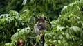 Balinese Macaque Monkey Male and Female playing, eating, jumping, scratching HD Footage